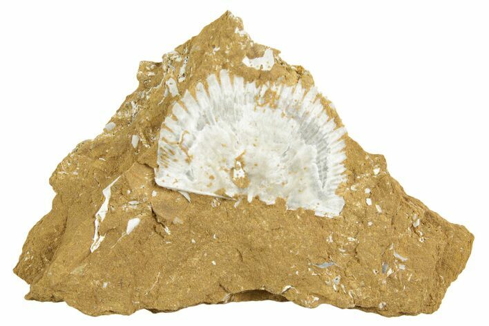 Ordovician Kukersite Oil Shale w/ Bryozoan & Brachiopod Fossils #369574